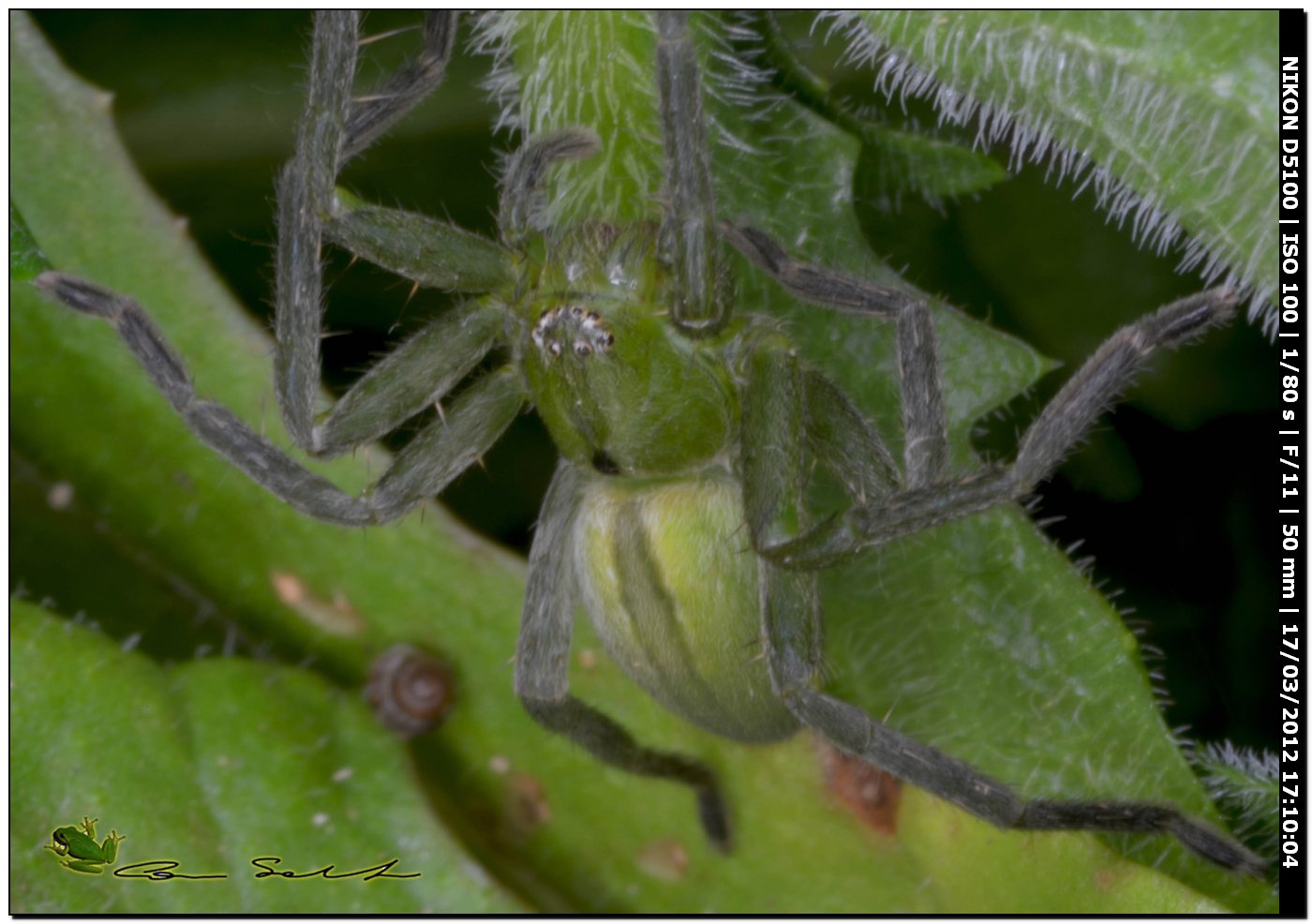 Micrommata ligurina ♂,da Usini