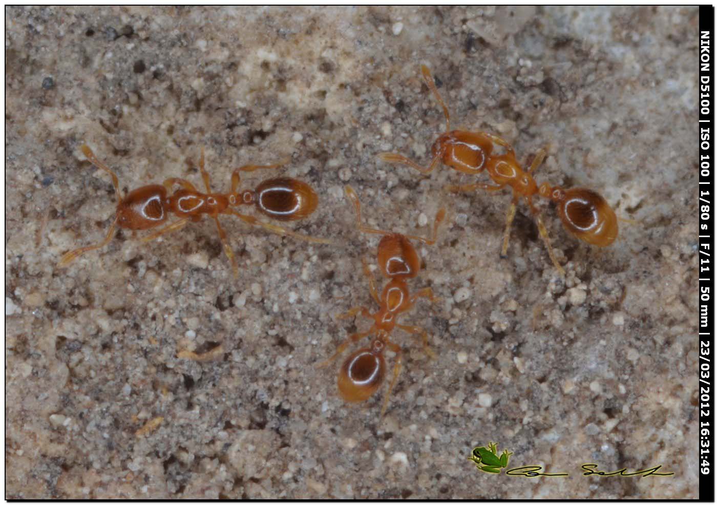 Solenopsis cfr fugax sarde