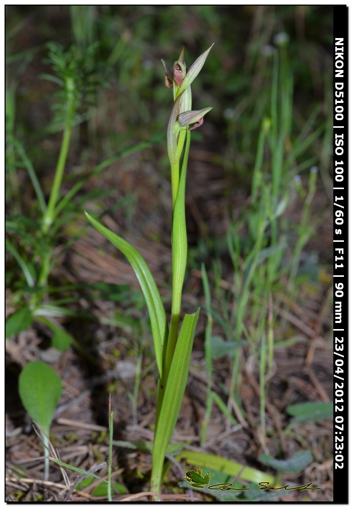 Serapias sp.?