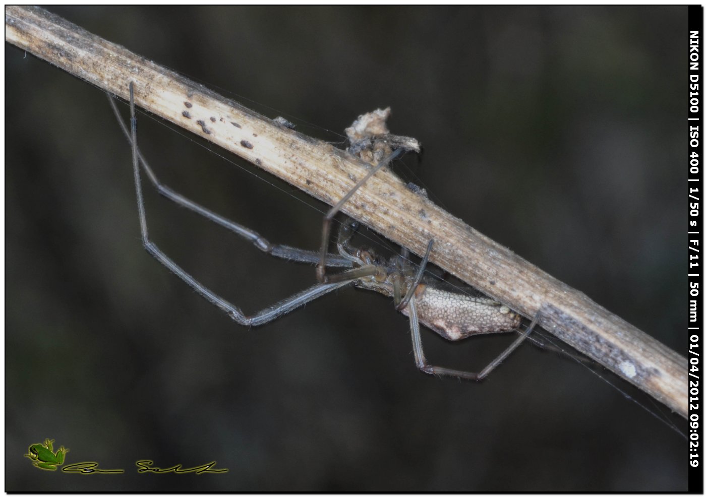 Tetragnatha sp.