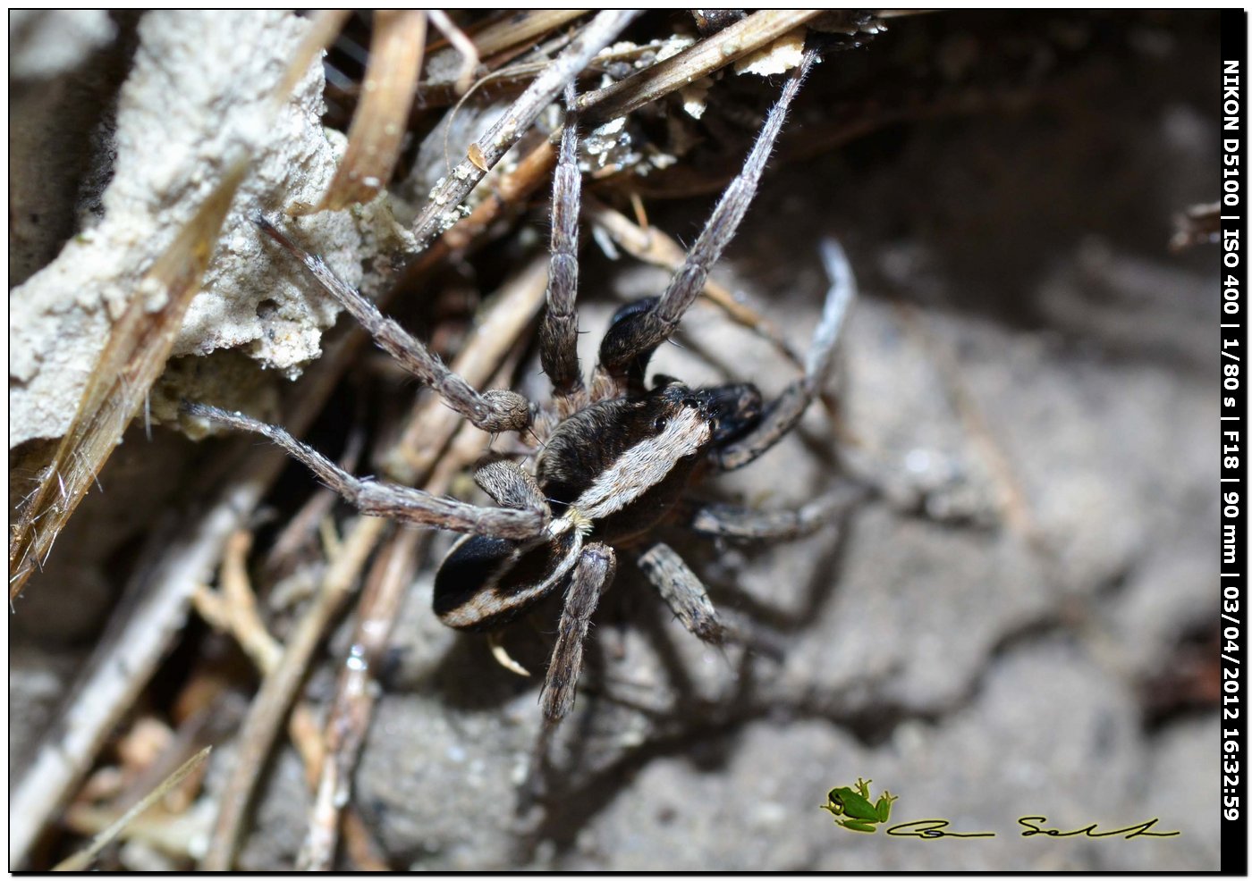 Alopecosa albofasciata ♂