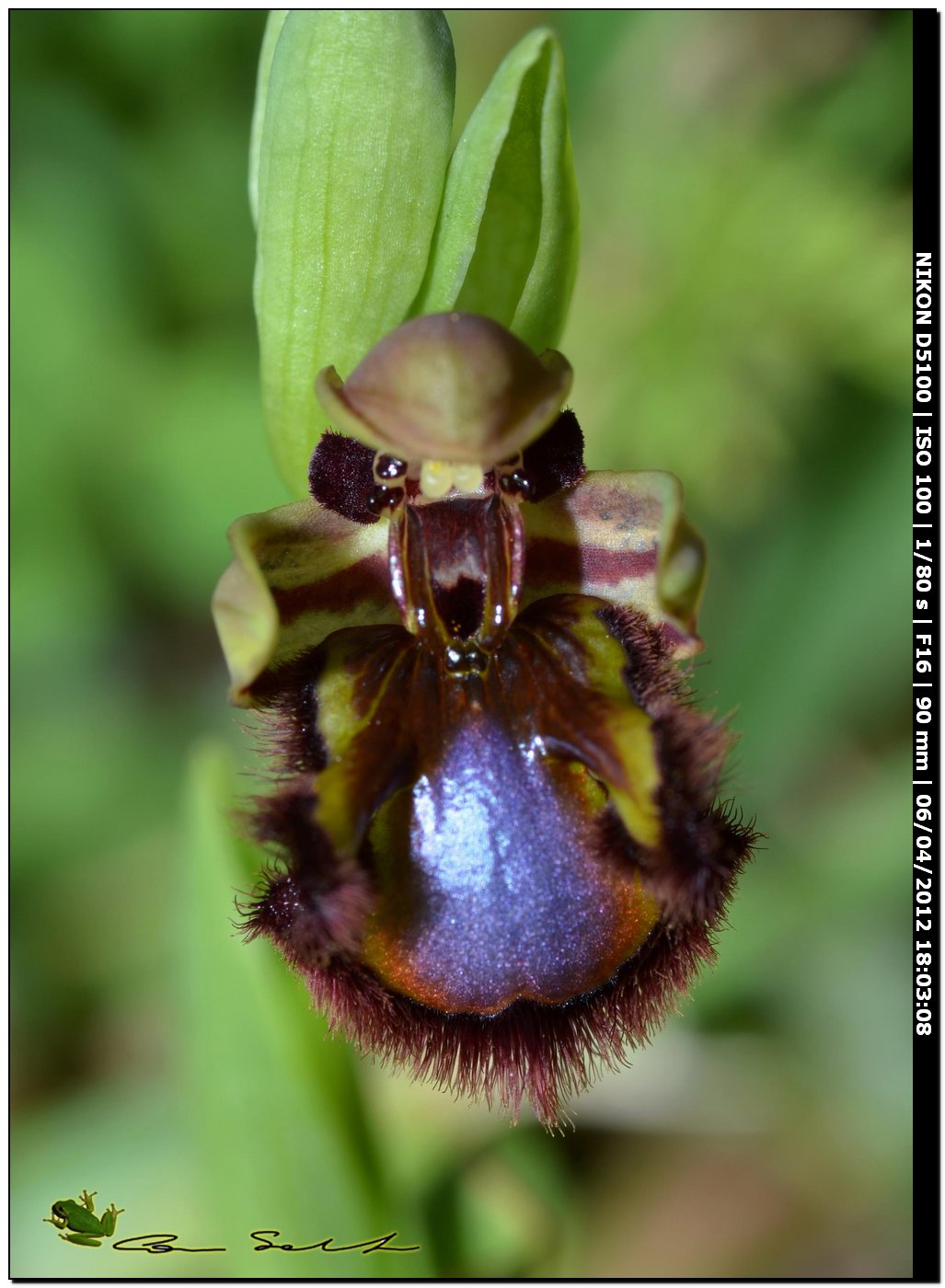 Orchidea selvatica 2 - Ophrys speculum