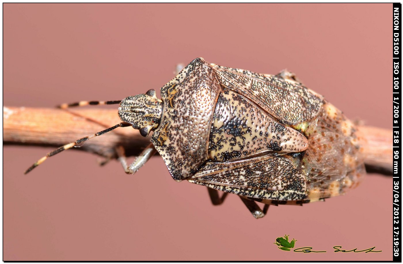 Pentatomidae: Rhaphigaster nebulosa della Sardegna (SS)