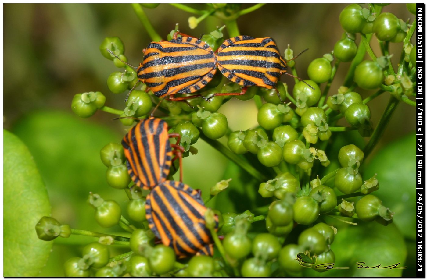 Graphosoma lineatum lineatum