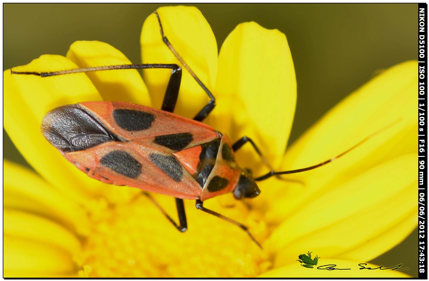 Calocoris nemoralis f.hispanica