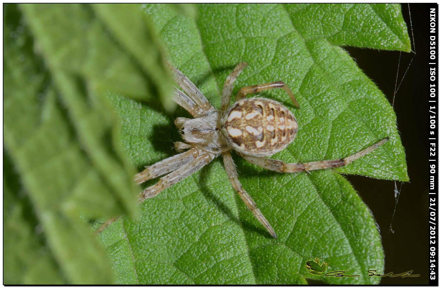 Neoscona byzanthina