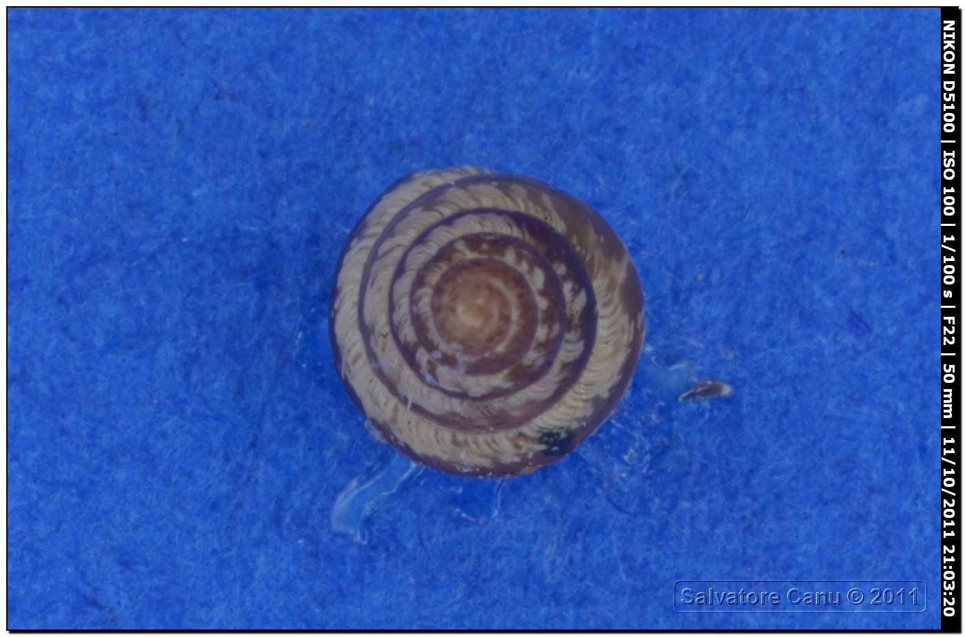 Cochlicella sp.