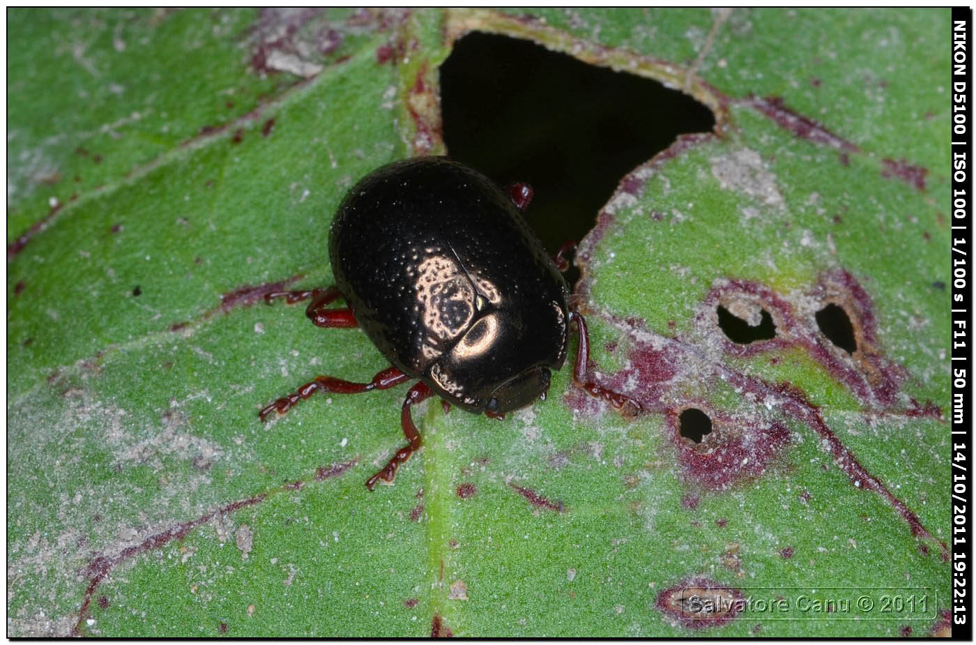 Chrysomelidae, Chrysolina bankii?