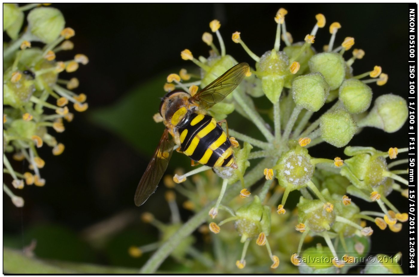 Syrphus ribesii (Syrphidae)