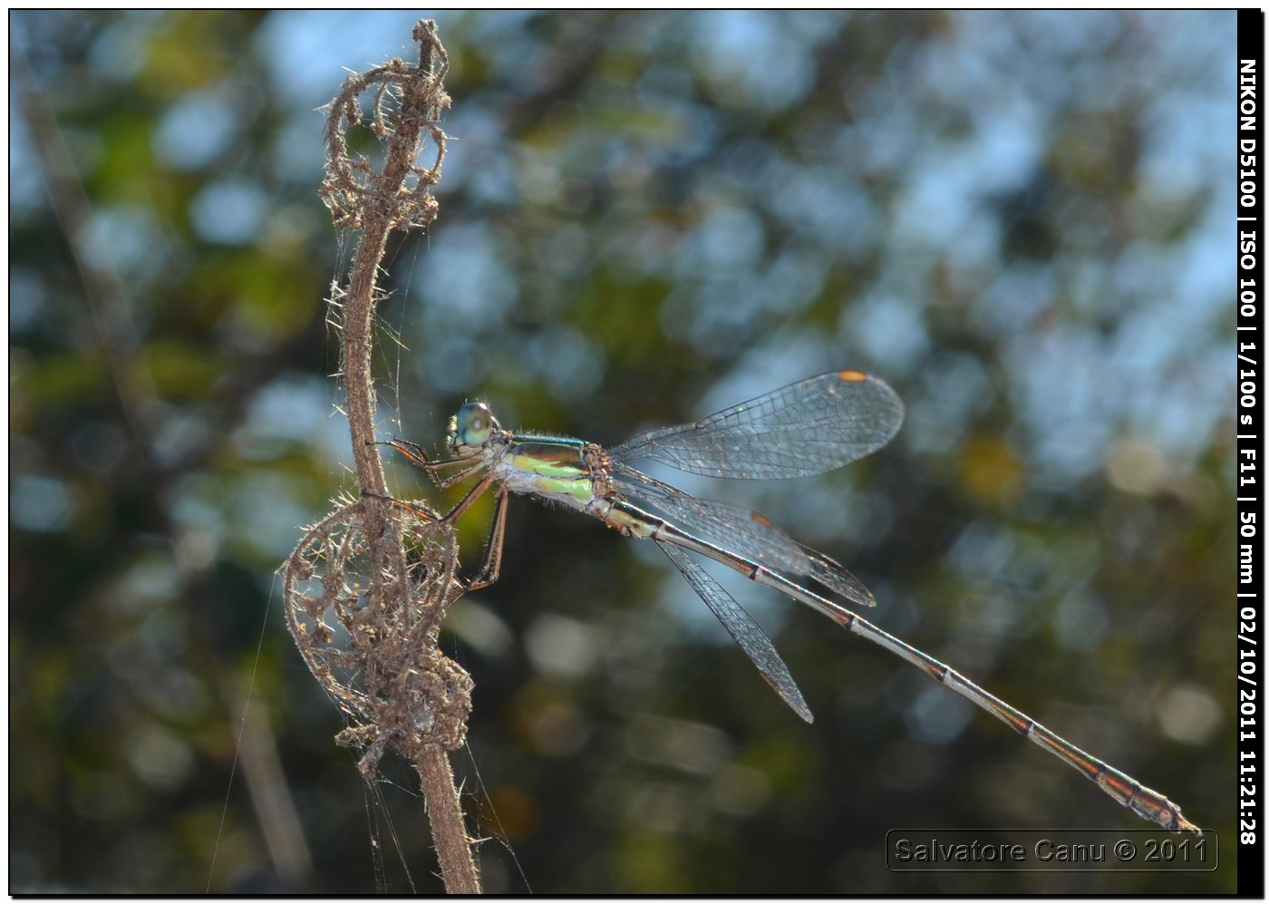 Chalcolestes viridis