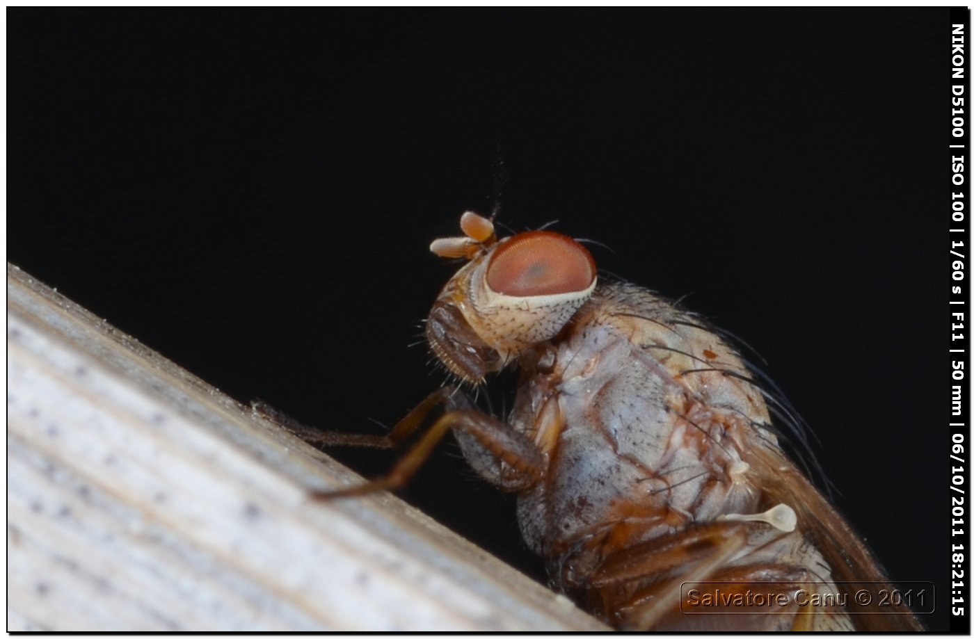 Lauxanidae?