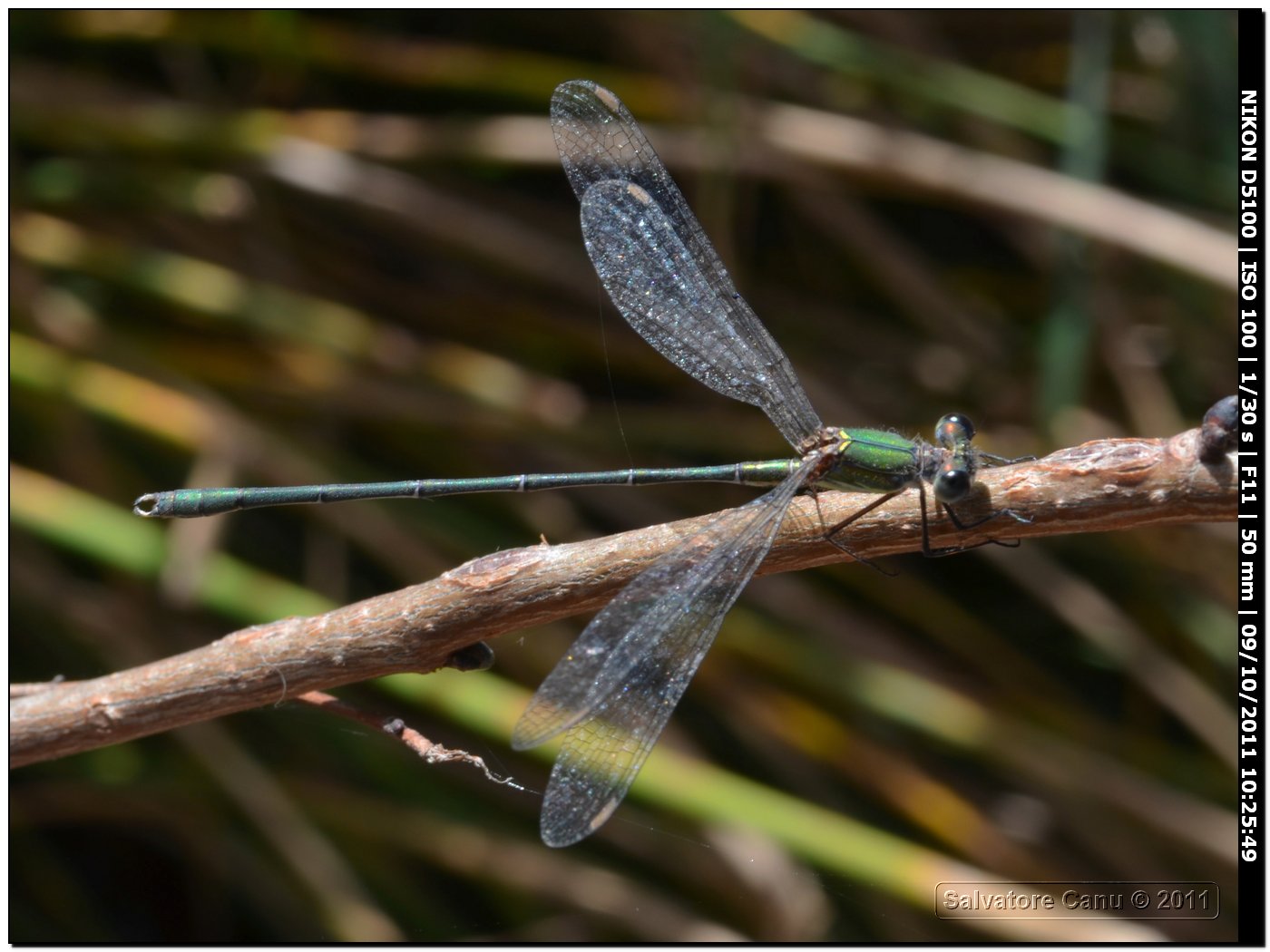 Lestes viridis?