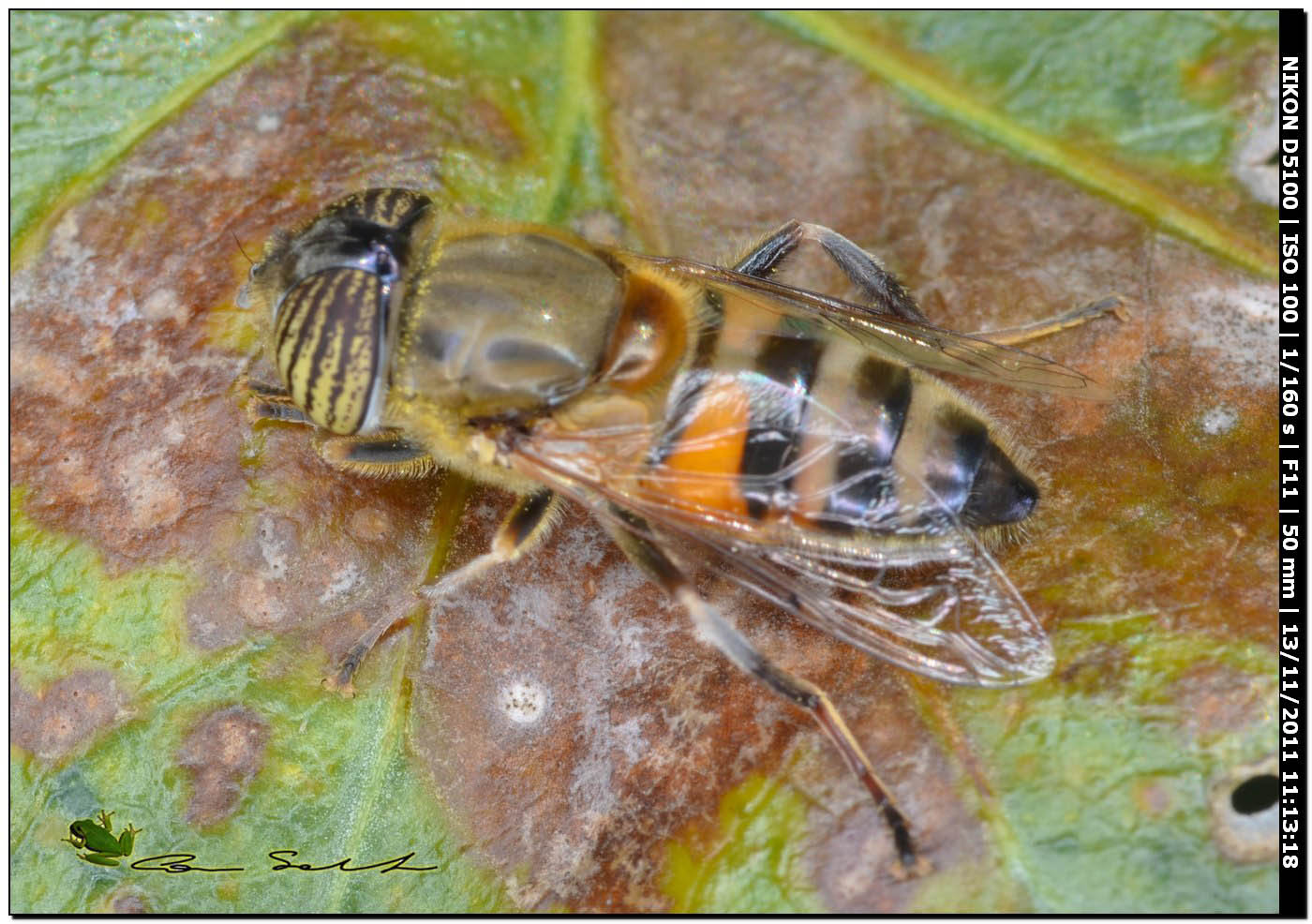 Eristalinus taeniops, Syrphidae