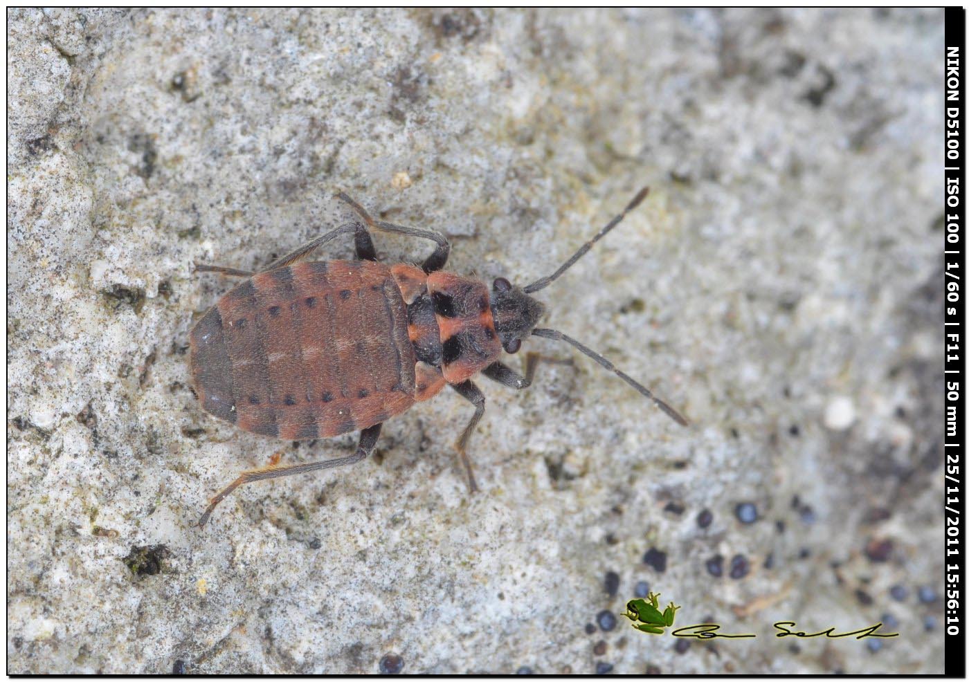 Lygaeidae: Apterola kuenckeli kuenkeli di Usini (SS)