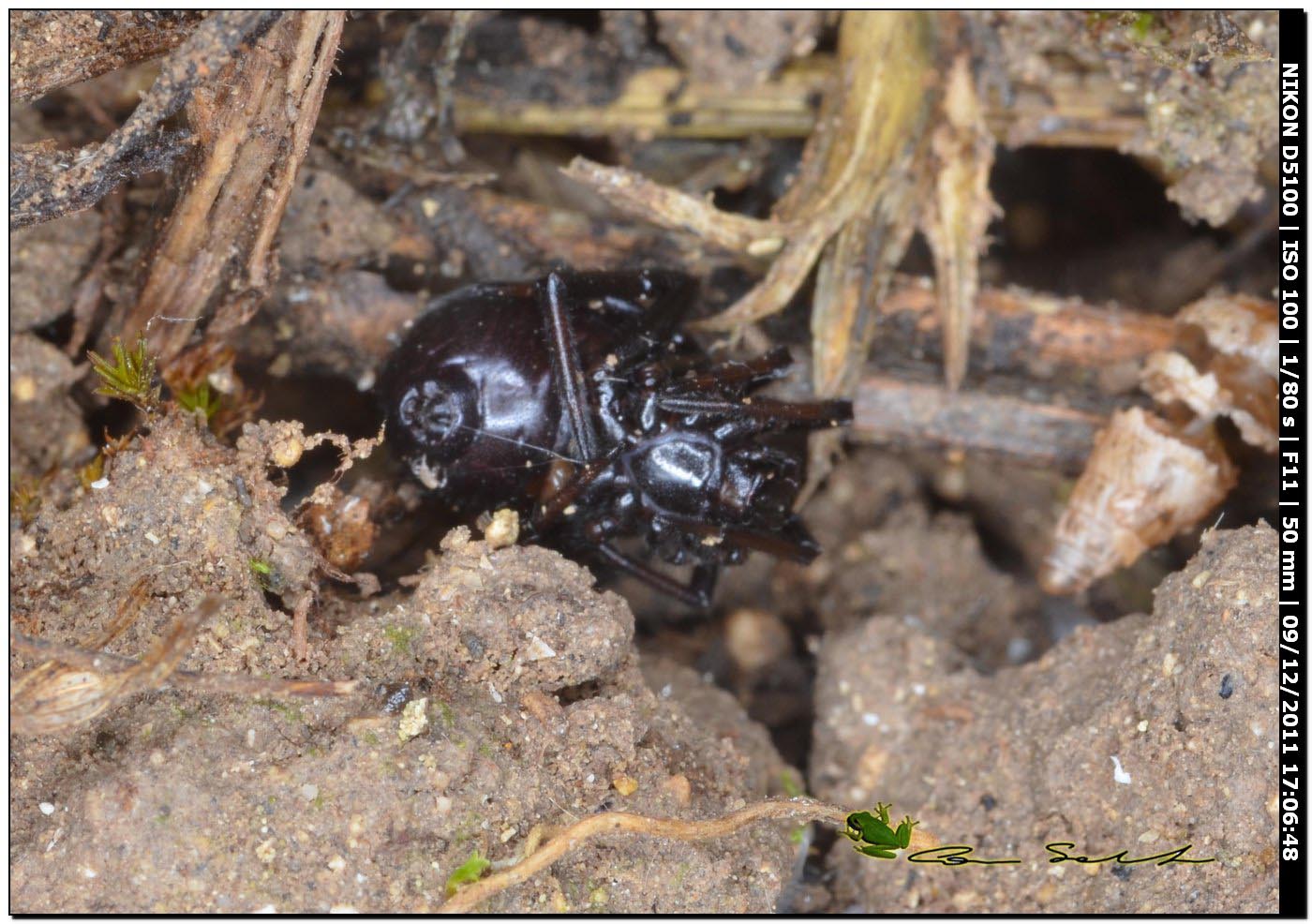 Theridiidae, Steatoda paykulliana