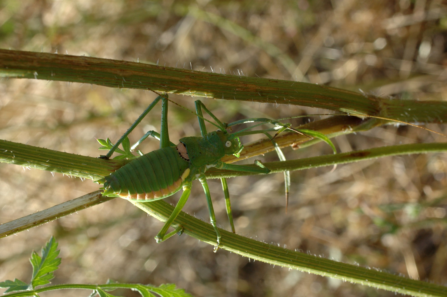 Uromenus bolivarius brevicollis insularis?