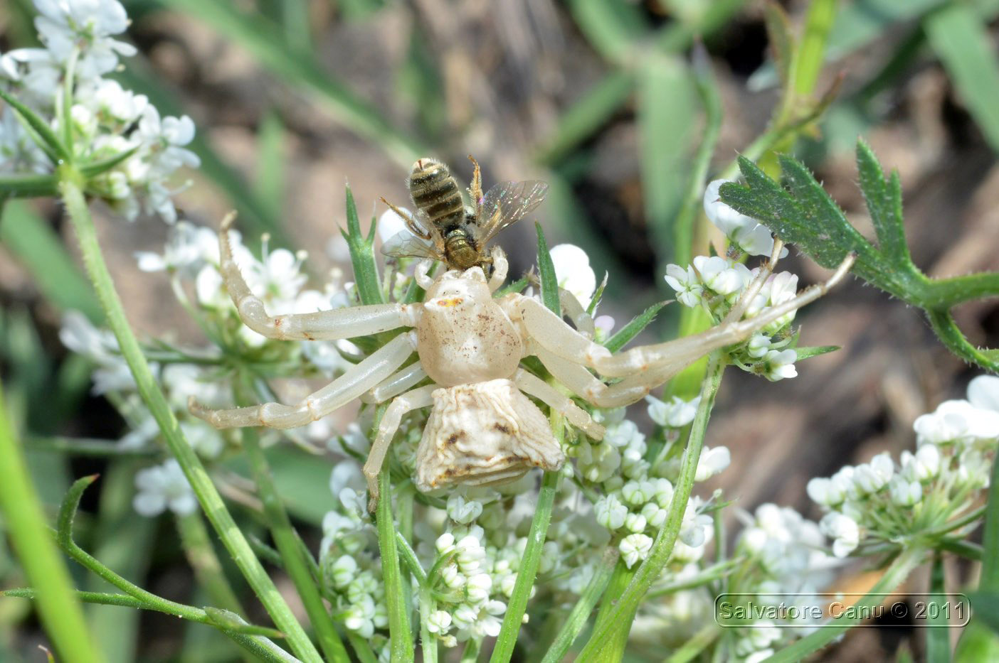 Thomisus onustus