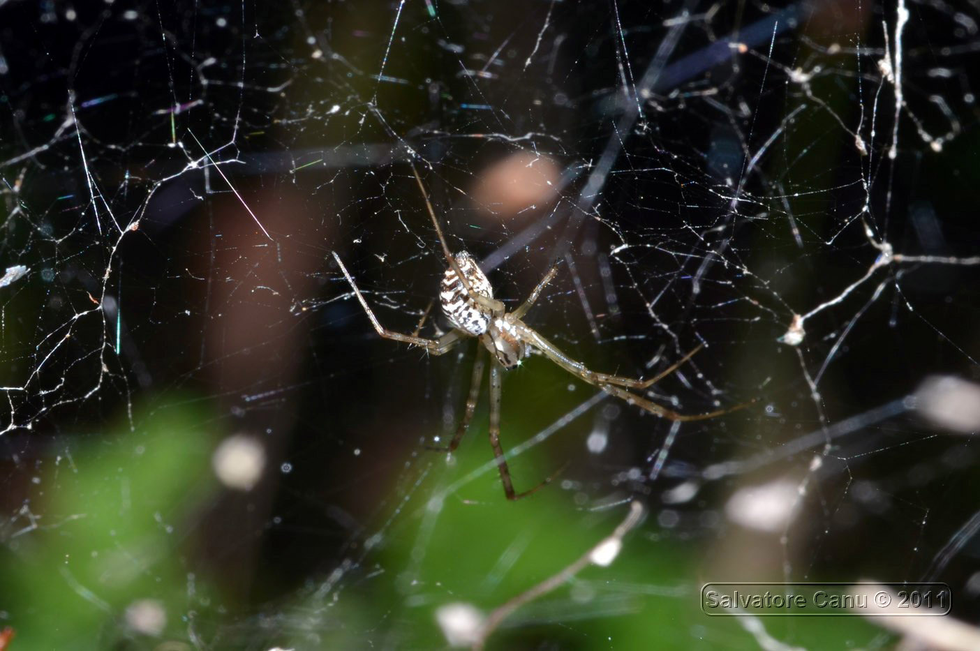 Piccolo Linyphiidae, ca. 3mm