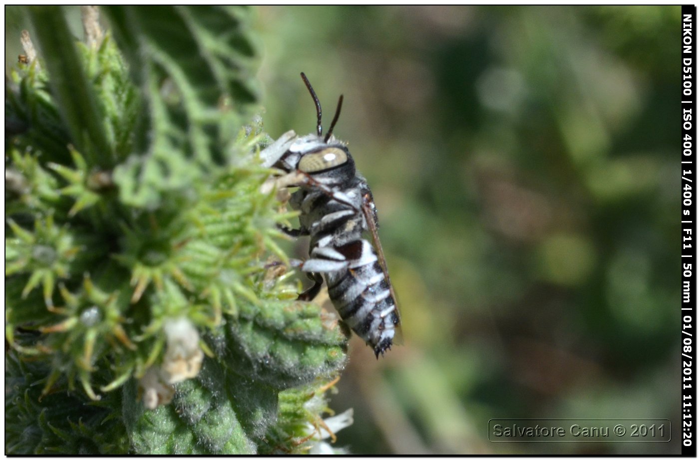 Coelioxys sp.