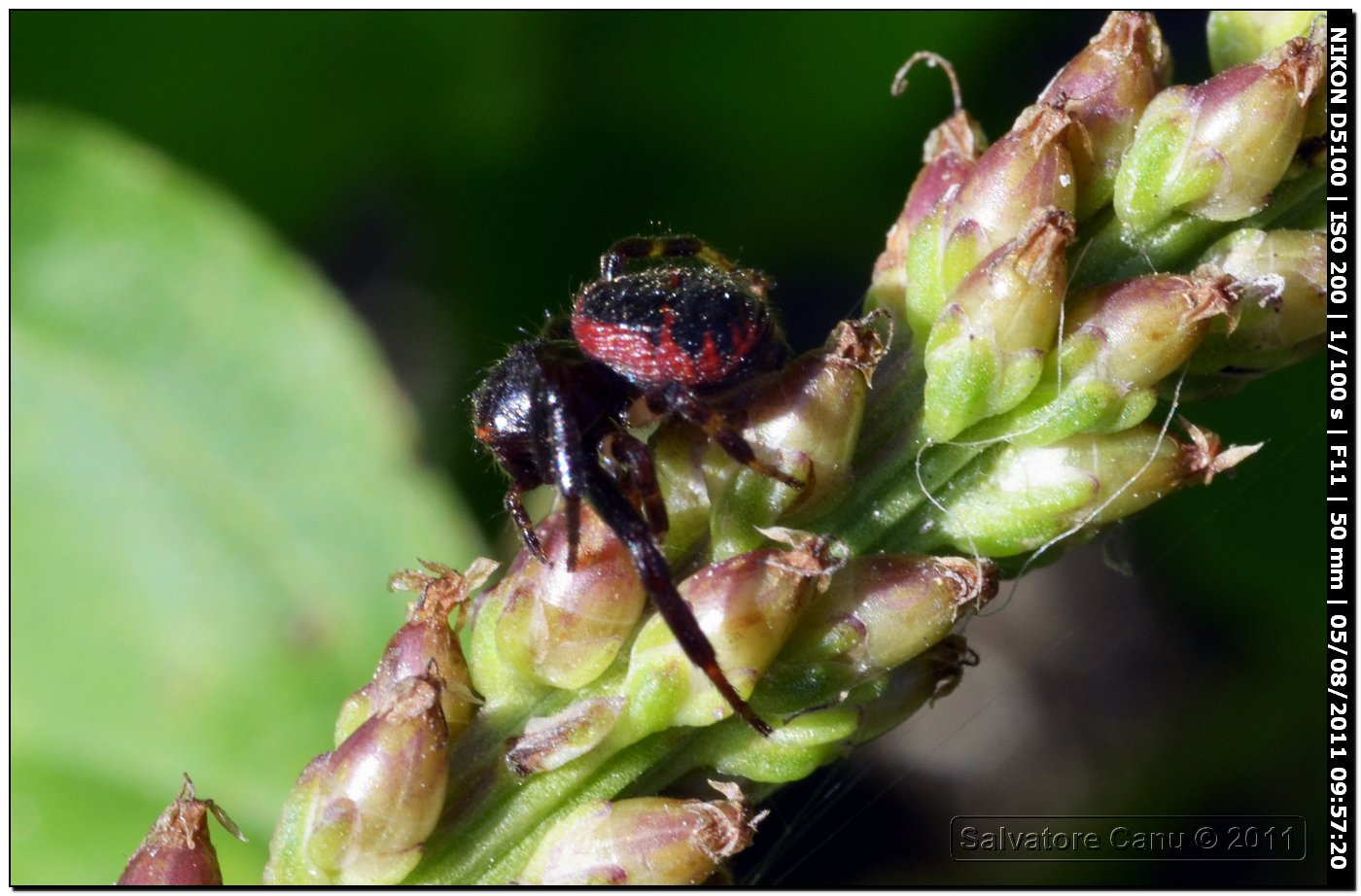 Synaema globosum