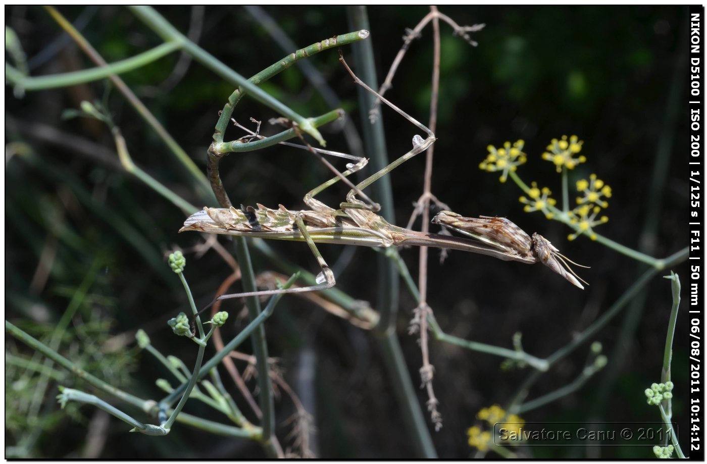 Empusa pennata ♀