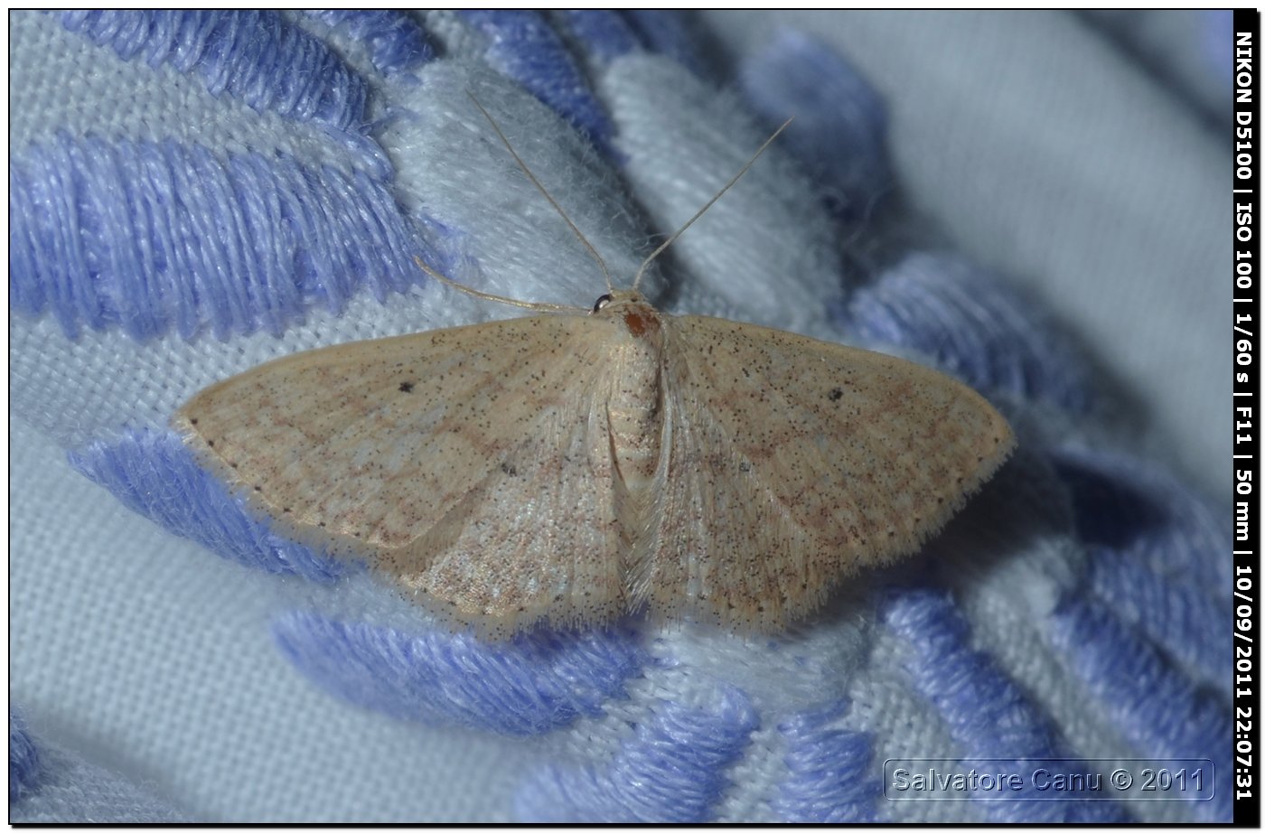 Geometridae, Idaea sp. o Scopula sp.?