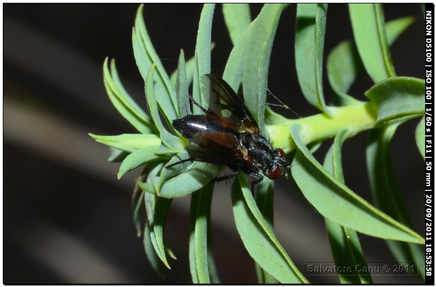 Tachinidae da id.