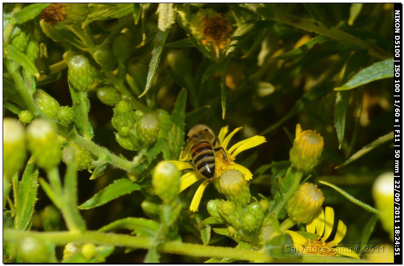 Apis mellifera operaia (Apidae)