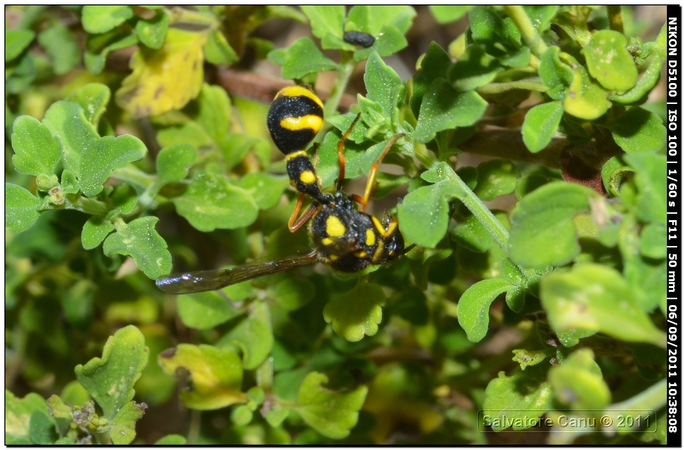 Eumenes sardous, Vespidae Eumeninae