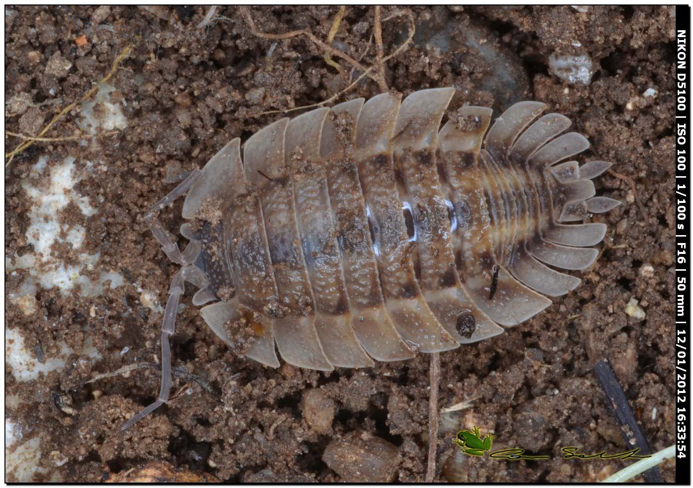 Porcellio dilatatus