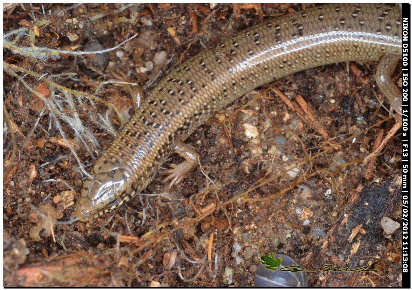 Chalcides ocellatus da Usini