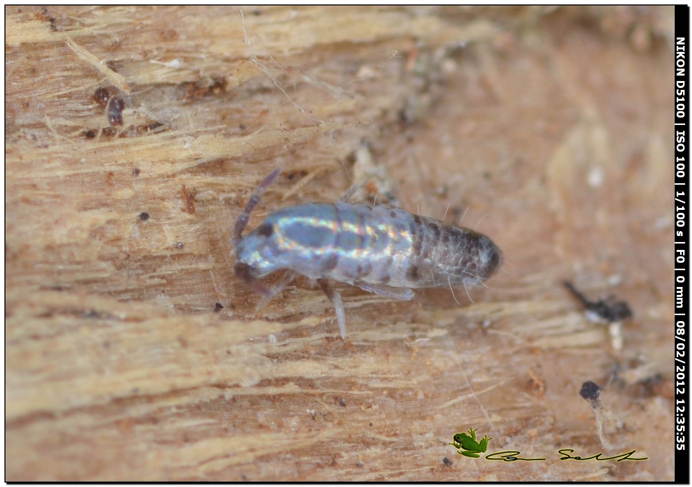 Collembolo da Usini: Tomoceridae