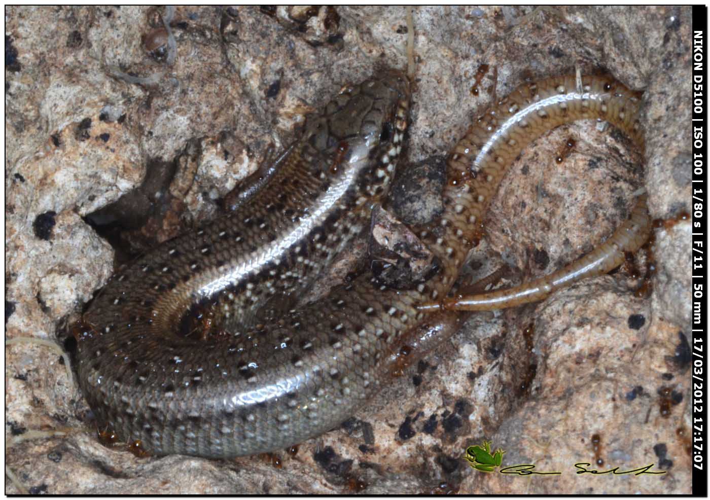 Chalcides ocellatus da Usini