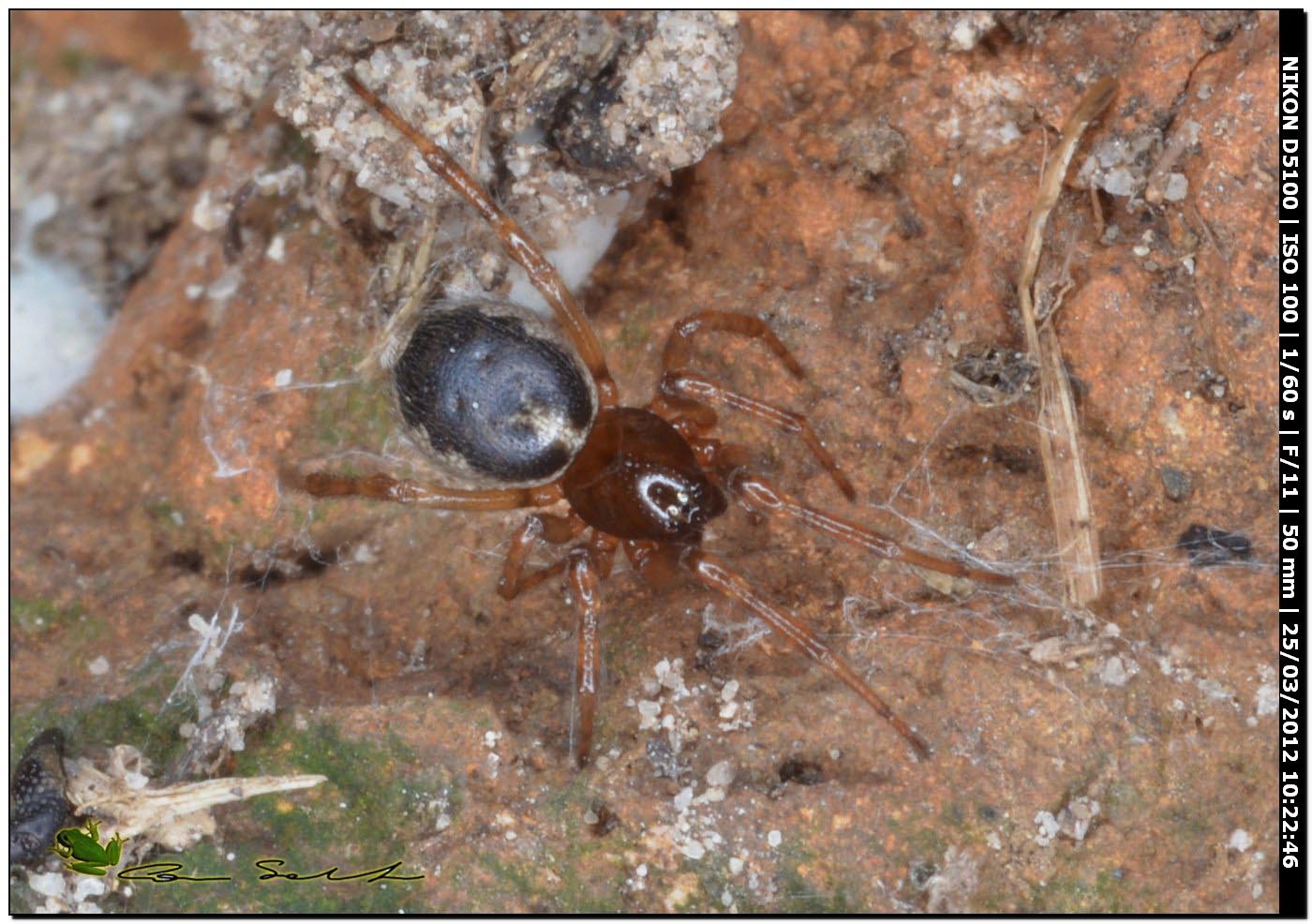 Enoplognatha sp. da Uri