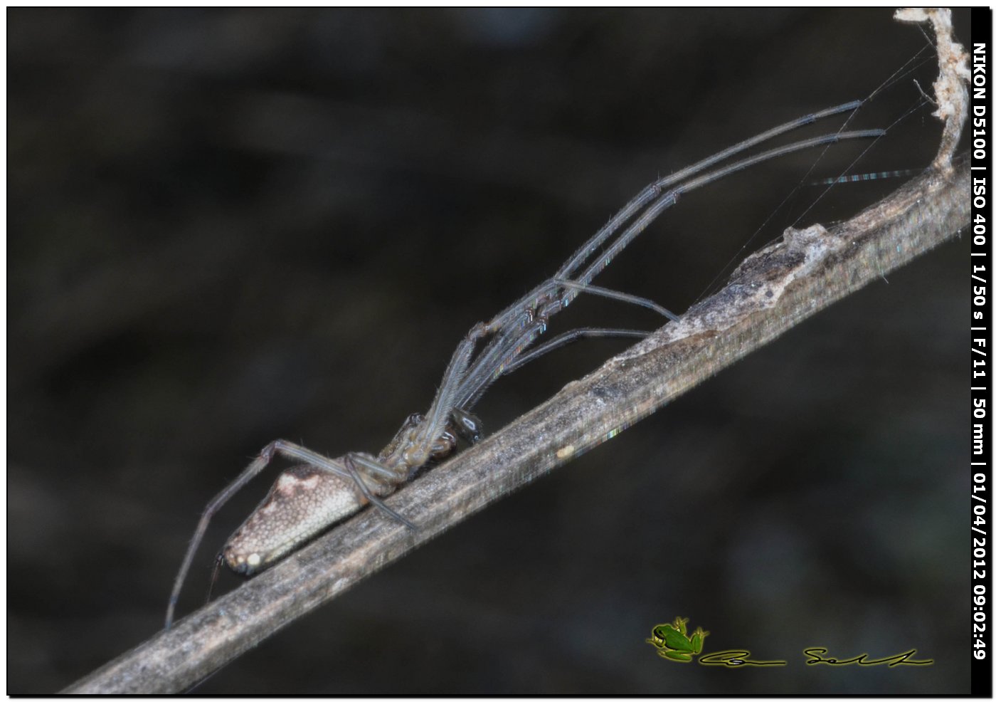 Tetragnatha sp.