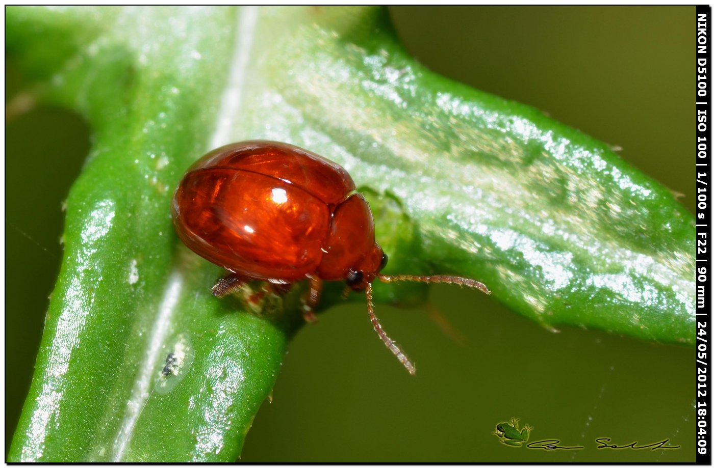 Sphaeroderma rubidum