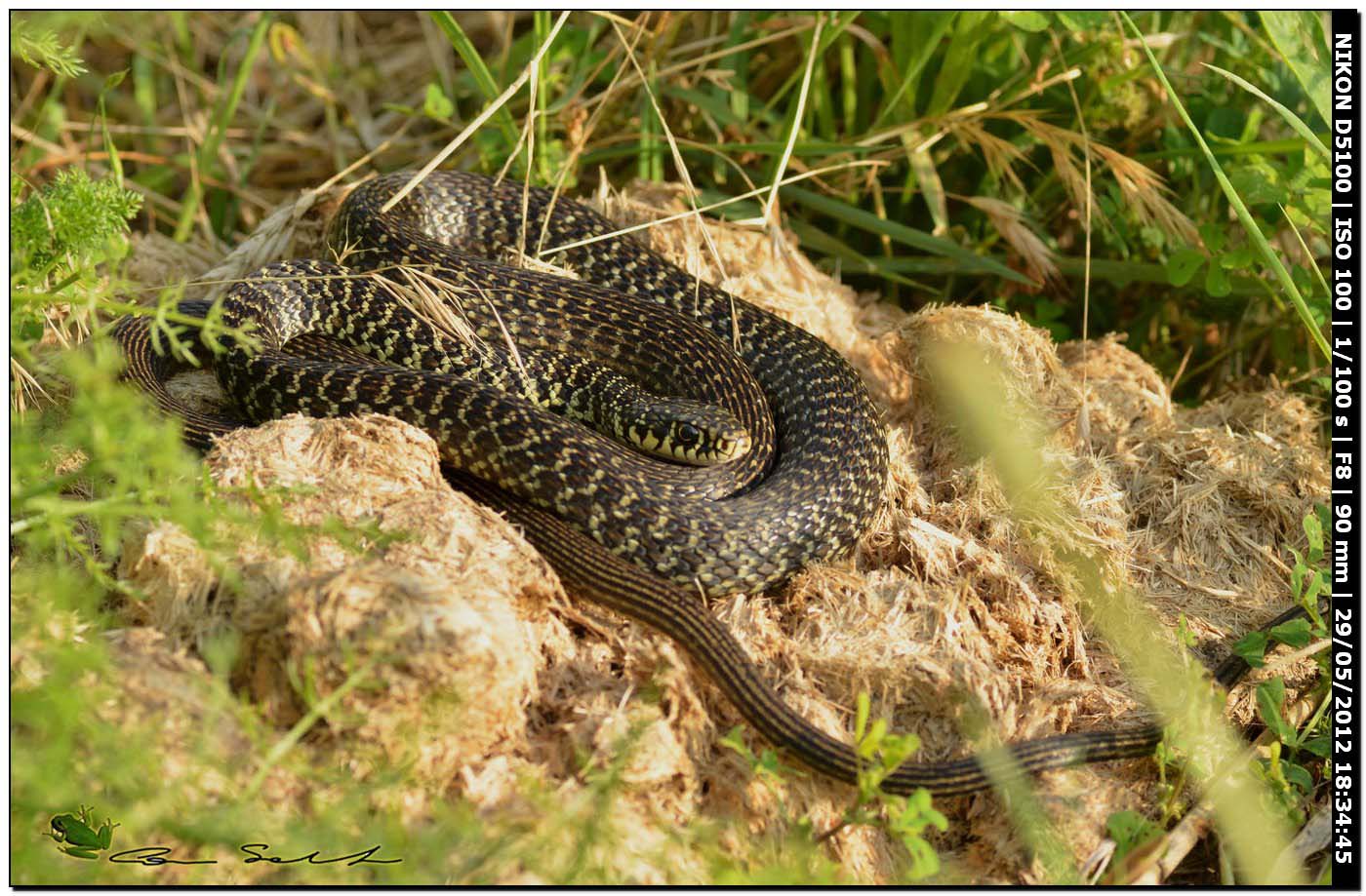 Hierophis viridiflavus