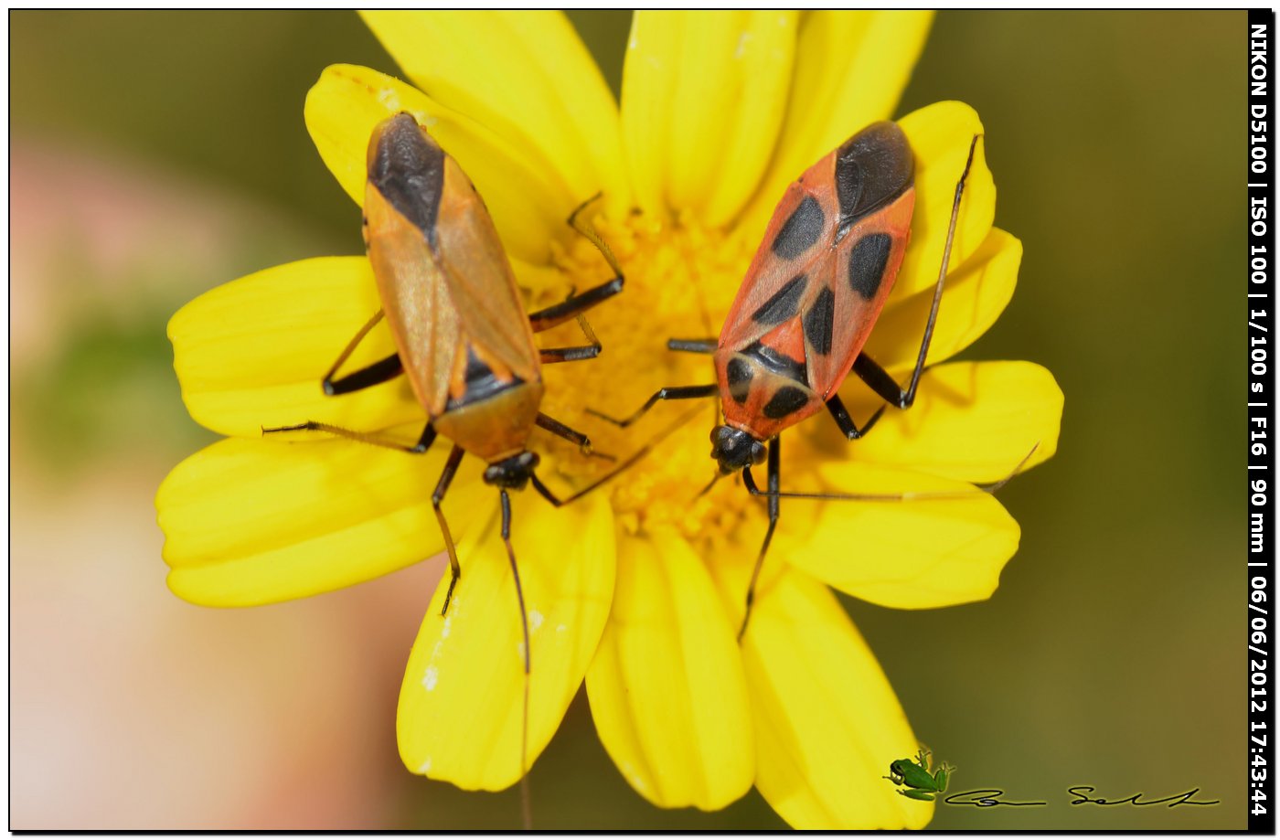 Calocoris nemoralis f.hispanica