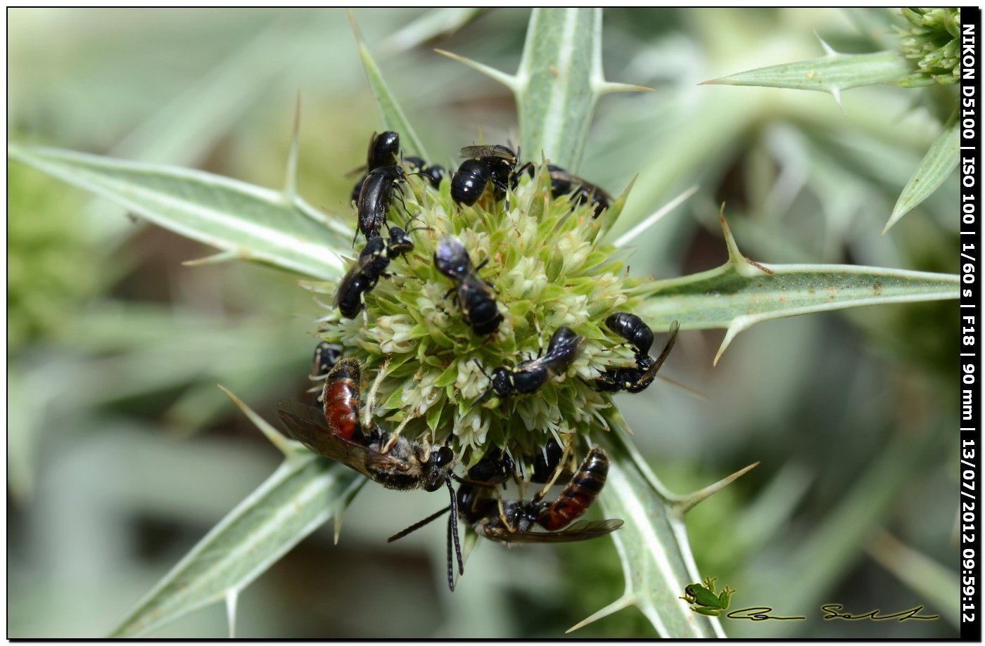 Mix (Hylaeus, Lasioglossum e coleotteri Mordellidae)