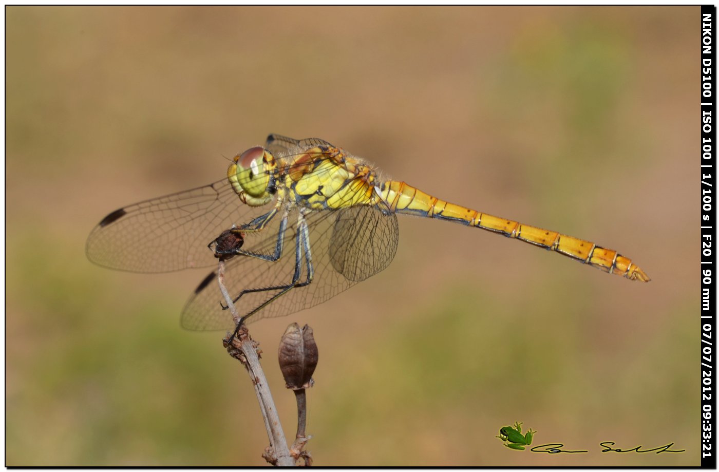 Sympetrum striolatum? o quale?