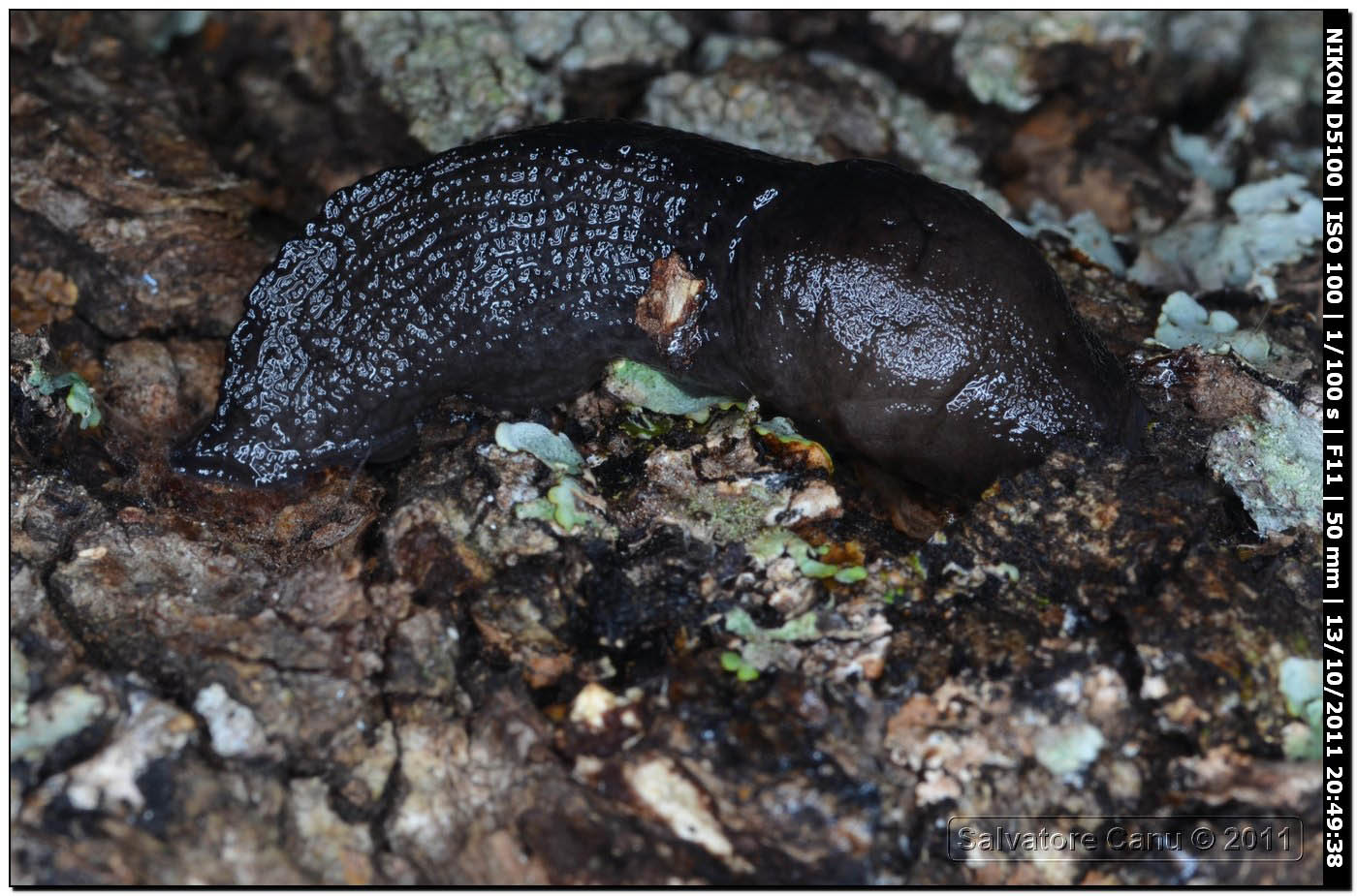 Milacide  Milax cf nigricans