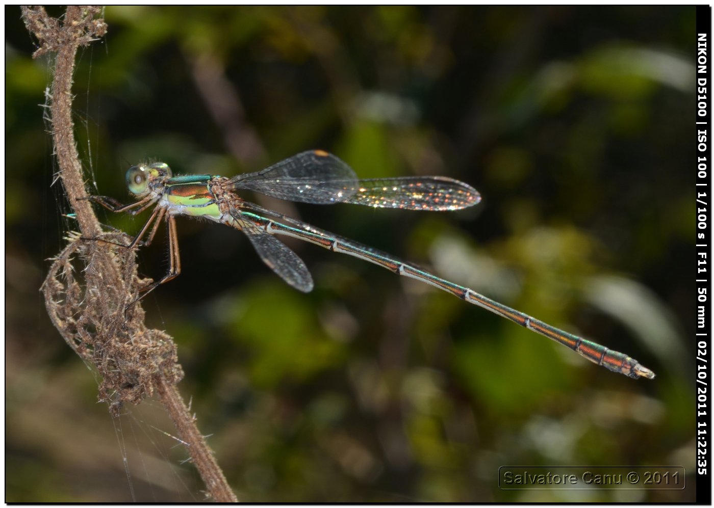 Chalcolestes viridis