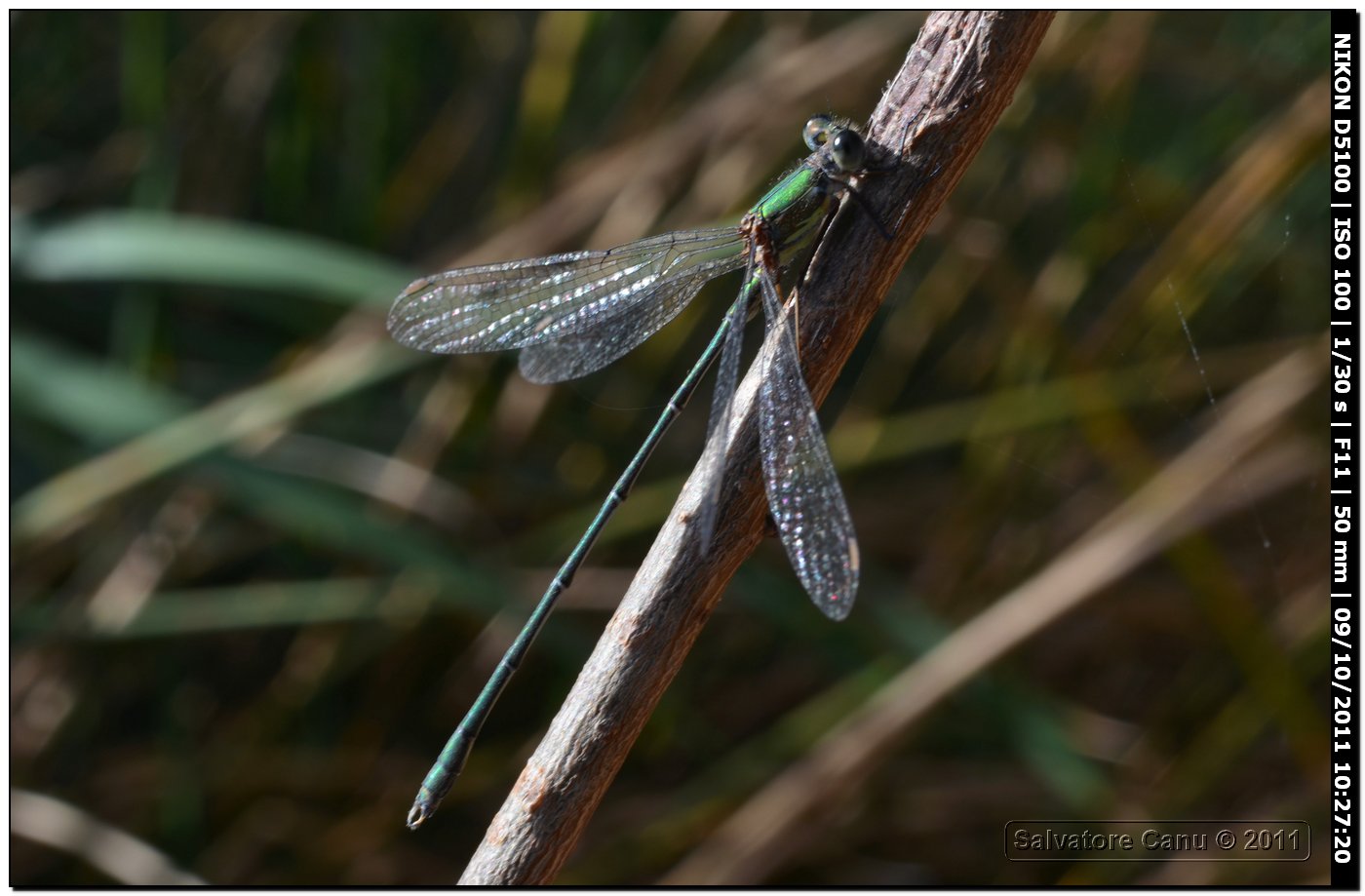 Lestes viridis?