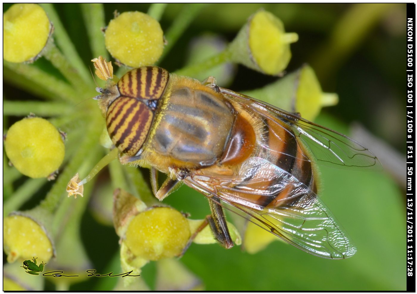 Eristalinus taeniops, Syrphidae