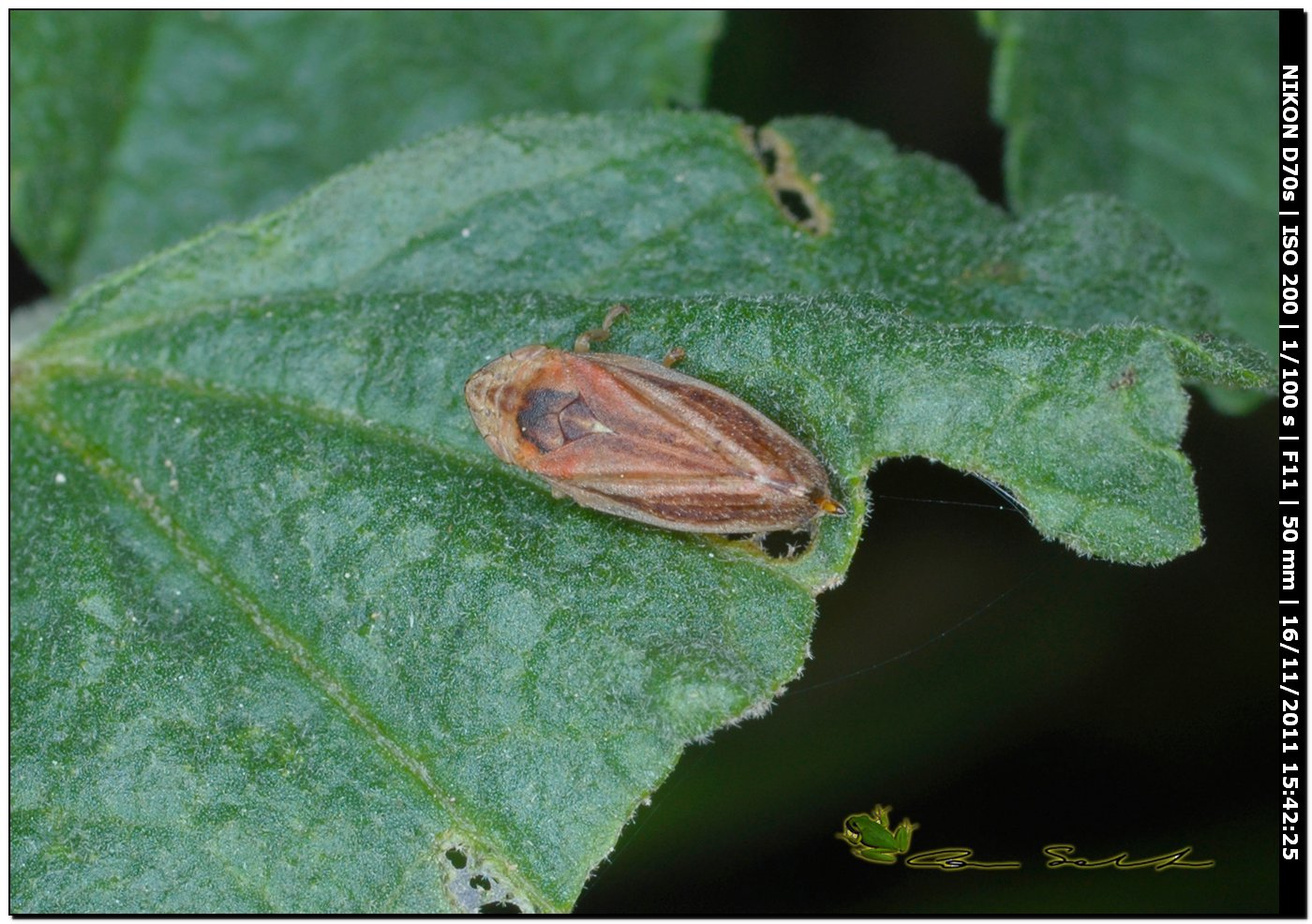 Philaenus spumarius f. trilineata.