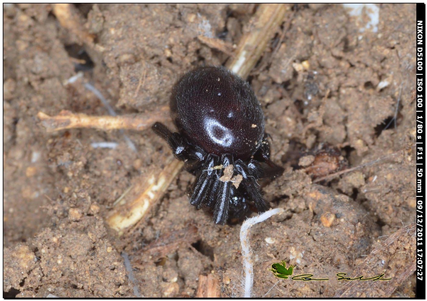 Theridiidae, Steatoda paykulliana