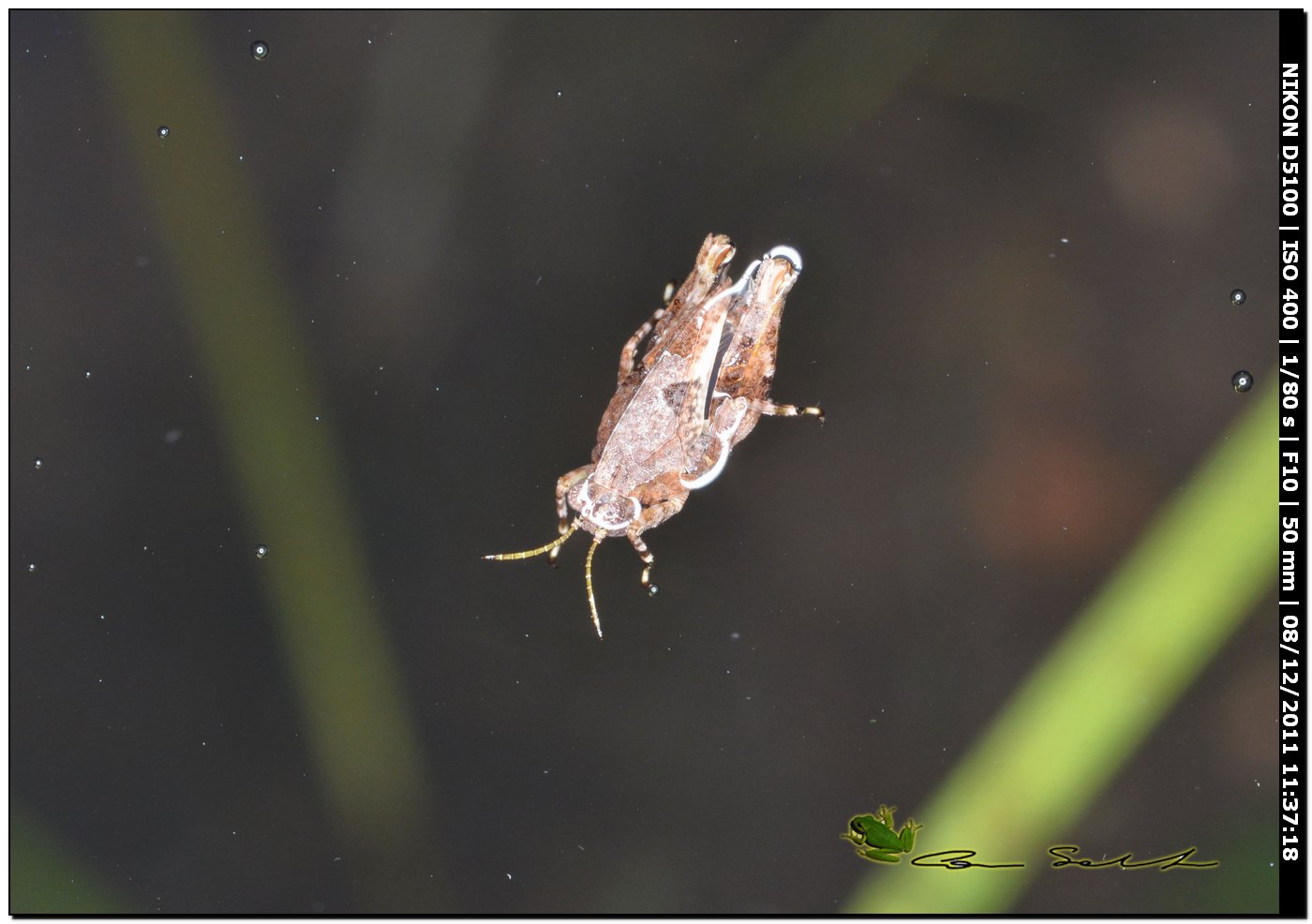 Tetrigidae sull''acqua