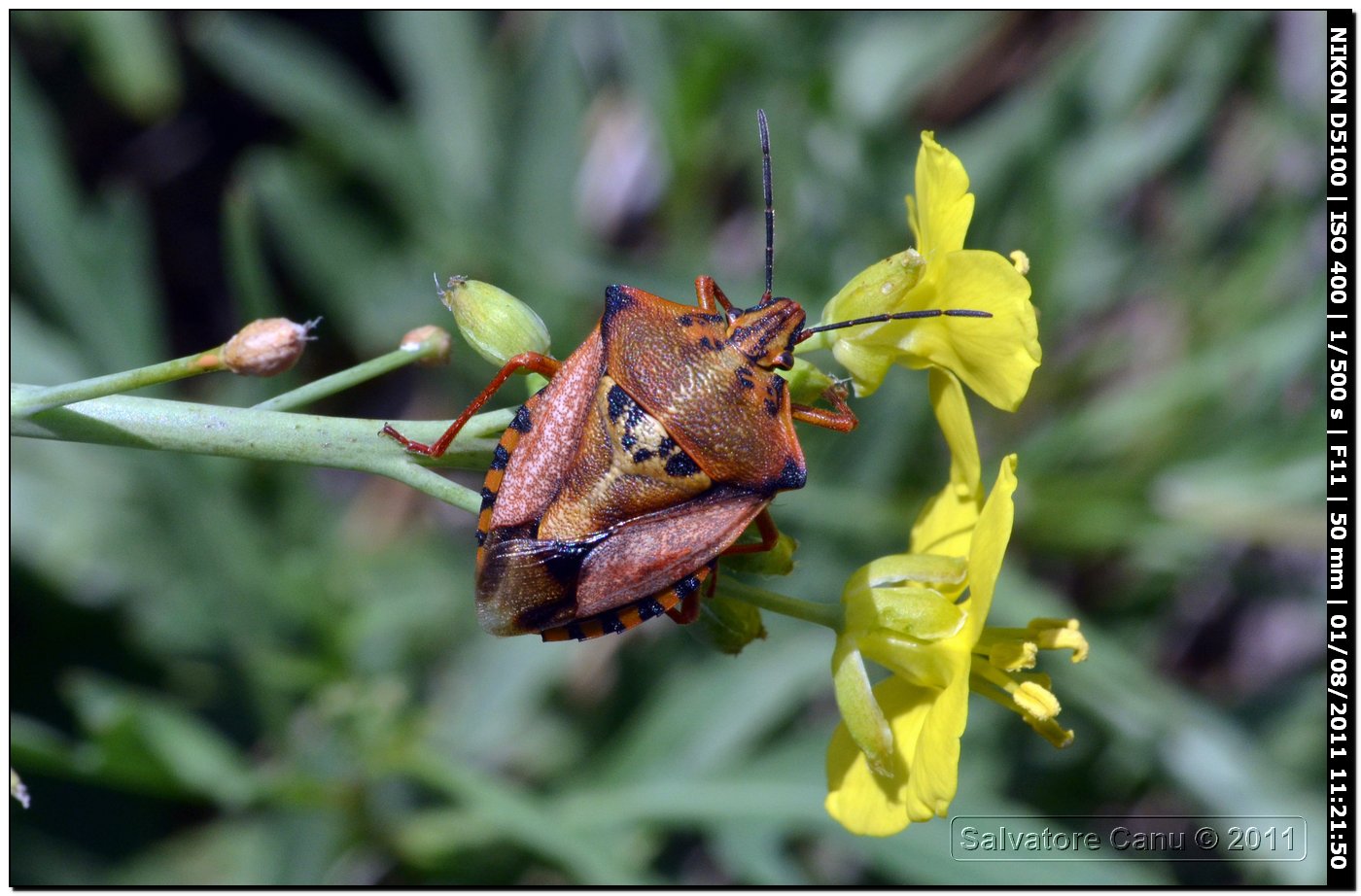 Carpocoris mediterraneus, diverse colorazioni