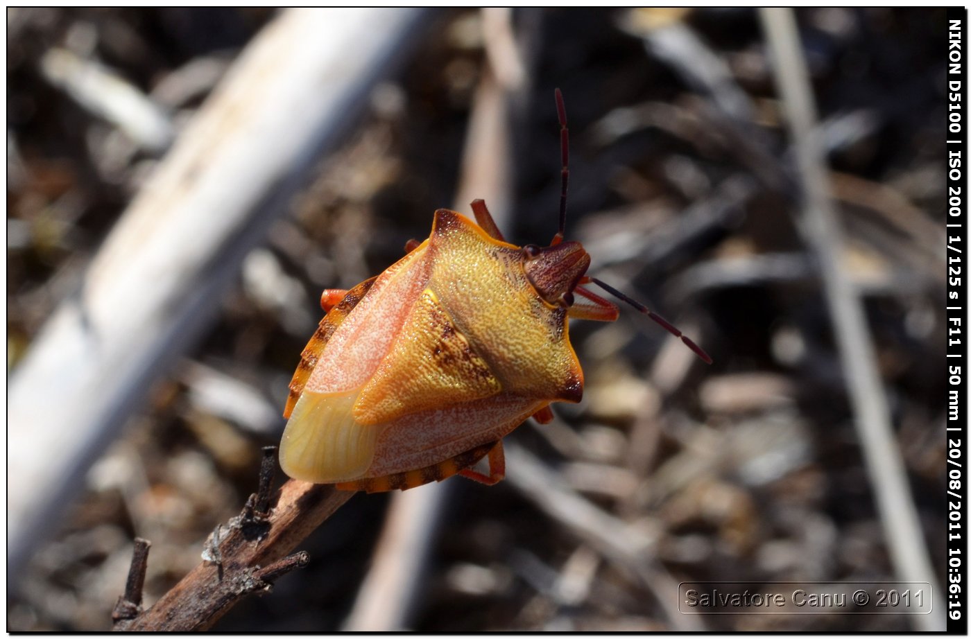 Pentatomidae: Carpocoris mediterraneus atlanticus di Usini