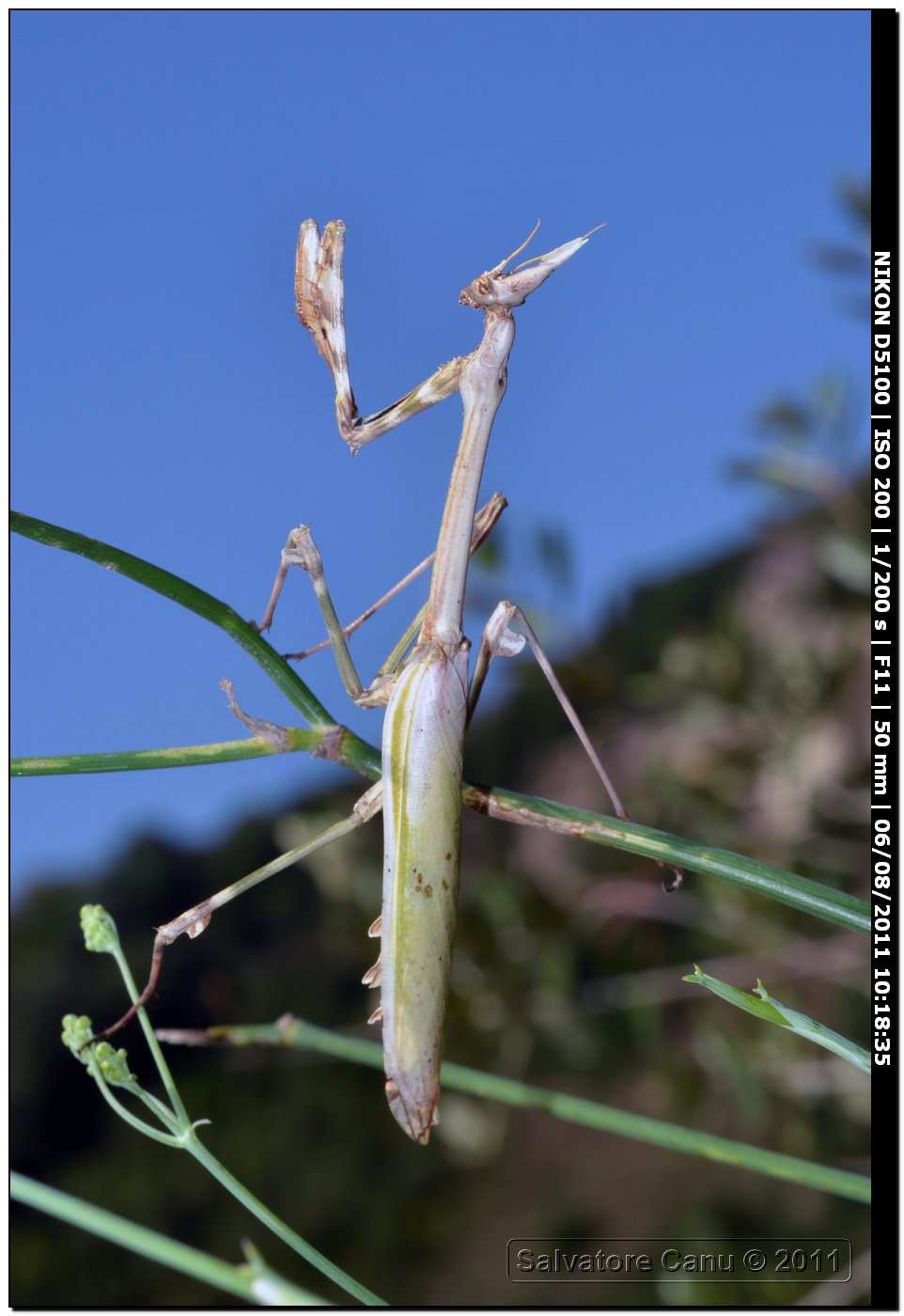 Empusa pennata ♀